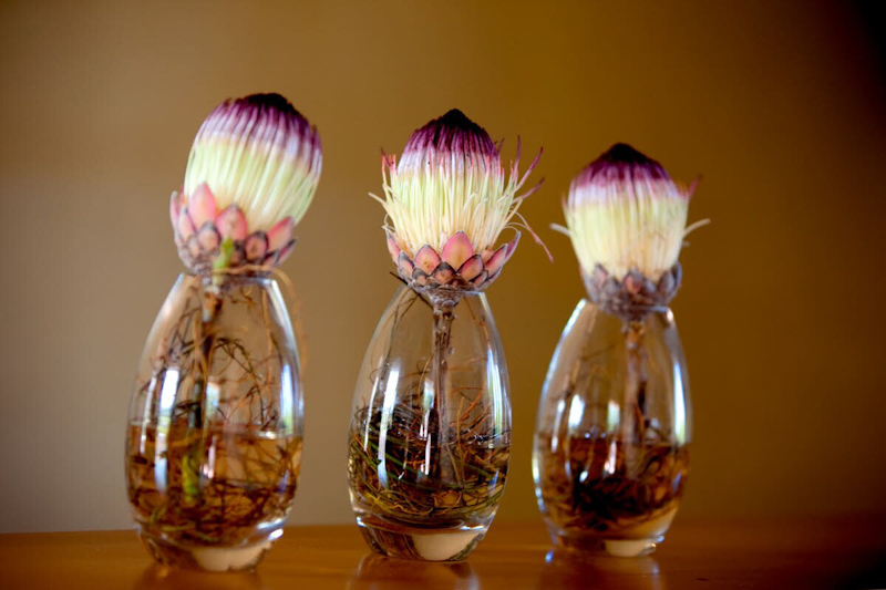 Floral centerpieces madeup of purple, light yellow, and pink proteas - photo by South Africa based wedding photographer Greg Lumley